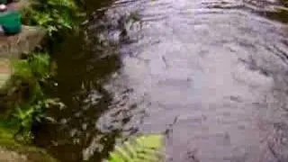 Arapaima feeding time at Singapore Zoo