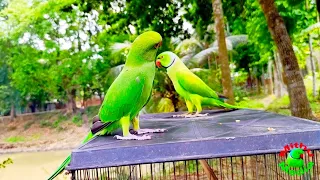 Ringneck_parrot_talking_sounds_&video #foryou #parrotr #viral #funny #cute