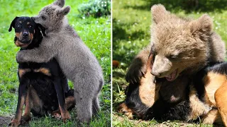 Bärenjunges geht in den Garten und umarmt den bellenden Hund, der versucht, die Familie zu warnen