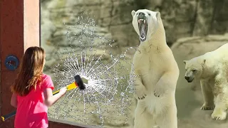 she broke the polar bear's glass...