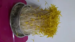 Giant mung bean sprouts. Giant japanese sprouts