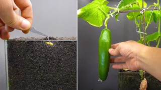 Growing Cucumber Time Lapse Seed To Fruit In 55 Days