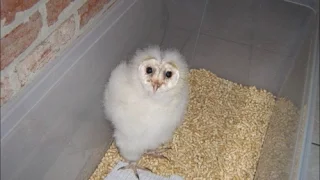 Things you should know in order to keep your baby owl alive + how to make your house owl proof