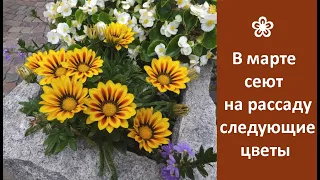 ❀ В марте сеют на рассаду следующие цветы