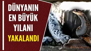 DÜNYANIN EN BÜYÜK YILANI YAKALANDI