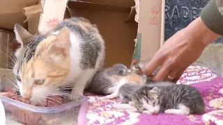 I brought a blanket for the mother cat and her kitties who gave birth in a paper box.