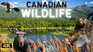 Captivating Wildlife of Canada: A Serene 4K Journey