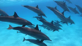 Dolphins in the Red Sea