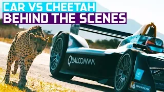 Drag Race: Formula E Car vs Cheetah (Wildlife vs Car Documentary)