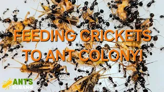 FEEDING VIDEO! Watch which Ant Colony Loves Crickets?!