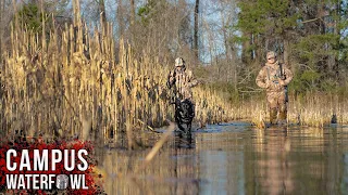 Duck Hunting Flooded Corn Impoundments | 2023 Late Season Duck Hunt in North Carolina