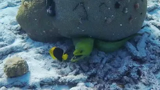 CURACAO underwater world - snorkeling adventure marine life in Curacao