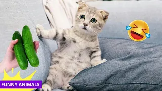 Funniest ANIMAL Videos 2024 😂 😂 Try Not To Laugh CATS and DOGS