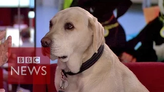 Let your dog choose your partner? BBC News