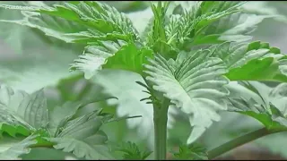 Public hearing to be held Friday on bill proposing legalizing marijuana