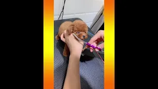 Dog Pet Puppy Pomeranian Grooming Teddy bear style ! dogs story #shorts 9 ​#minipomeranian