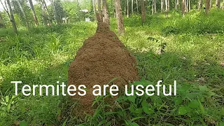 Termites are useful