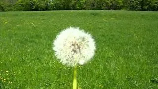 Pusteblume.AVI