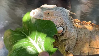 Can wild Caught iguanas be turned into Pets?! Iguana Taming Tips!!