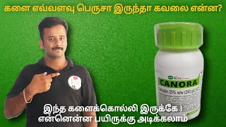 Herbicide -களை எவ்வளவு பெருசா இருந்தா கவலை என்ன ? இந்த களைக்கொல்லி போதும் canora herbicide review