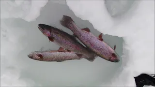 Trillium Lake Overnight Catch and Cook: Big Fish on Mt Hood!