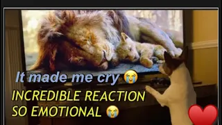 Adorable Puppy Reacts To The LionKing  Dog / Dog watching TV/ Emotional Reaction To The Lion King 🥰