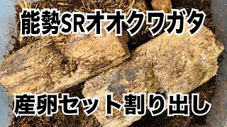 能勢SRオオクワガタの産卵セット割り出し　2024