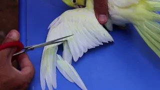 Perfect feather trimming of a cockatiel|How to do perfect feather trim for a tamed bird