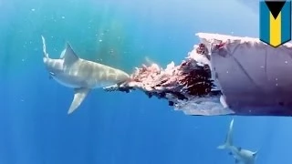 Дайвер снял видео, на котором акулы поедают мёртвого кита