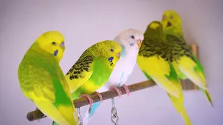 Budgie Chirps for Joyful Feathers and Smiles