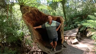 The Great Ocean Road Part 3 Aire River & Maits Rainforest Year 3 Episode 10 Travelling Australia