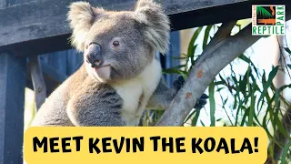 Heartthrob Koala Joins Koala Breeding Program | Australian Reptile Park