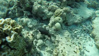 Filitheyo. Maldives. 2022. Snorkeling GOPR0234