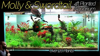 BLACK MOLLY & ORANGE SWORDTAIL Aquarium: Over 120 Plants IN ONE TANK!! (Aquascape Tutorial)