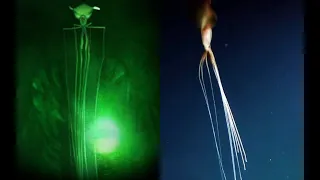 Magnapinna Squids | NEW HD Footage - Deepsea Oddities