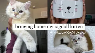 Bringing Home My RAGDOLL KITTEN! i spent 3k  + essentials kitten haul