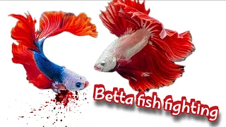 Betta fish fighting