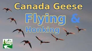 Canada geese flying and honking loud sounds