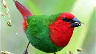 The impossible has happened!! Breeding Red Faced Parrot Finches