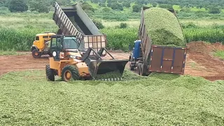 Fazenda Sonho Real - Silagem milheto verão 2020