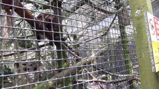 Scottish wildcat talk at Highland Wildlife Park.MOV