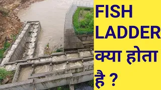 What is the function of a fish ladder ||  Fish ladder in dam | fish pass