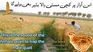 female quail sound madi batair ki awaz2024 | common quail sound 2024