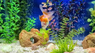 Goldfish aquarium 4K