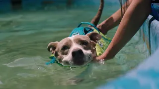 Top Dog Film Festival 2019 - OFFICIAL TRAILER