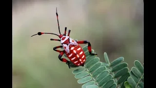 Fascinants Insectes (1/3) - Documentaire Animalier HD