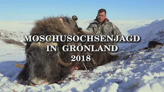 Moschusochsenjagd in Grönland 2018 - Trailer