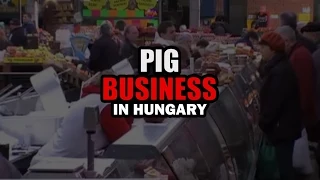 Pig Business in Hungary - English subtitles
