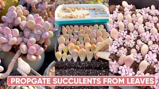 How To Propagate Succulents from Leaves | 多肉植物| 다육이들 | Suculentas