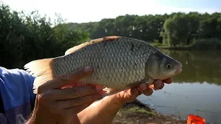 Крупный карась на Флэт фидер, Flat Feeder, ловля рыбы в жару